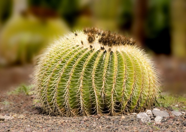 A round flowering cactus