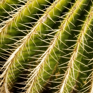 Cactus spine detail