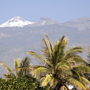 Palm trees with snow capped mountain in the background