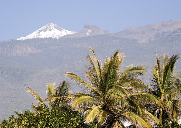 Palm trees with snow capped mountain in the background