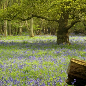 A bluebell wood in springtime