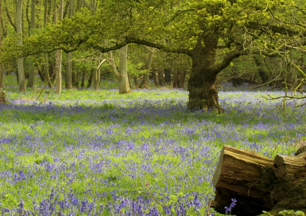 A bluebell wood in springtime