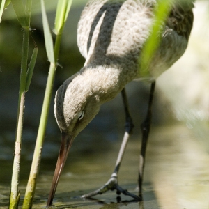 A common greenshank feeding on the water margins