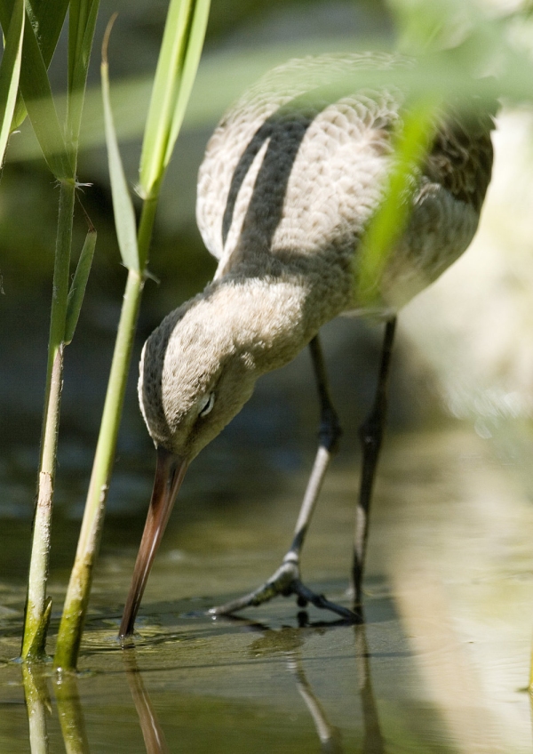 A common greenshank feeding on the water margins