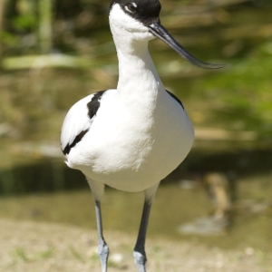 An avocet feeding on the water margins