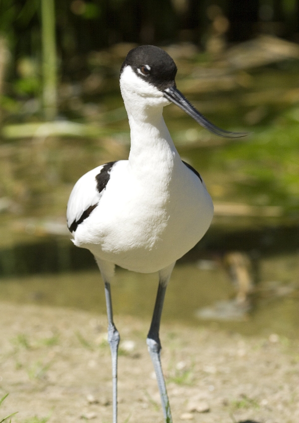 An avocet feeding on the water margins