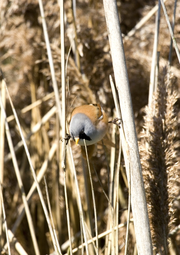 A rare Norfolk bearded tit in the reed beds