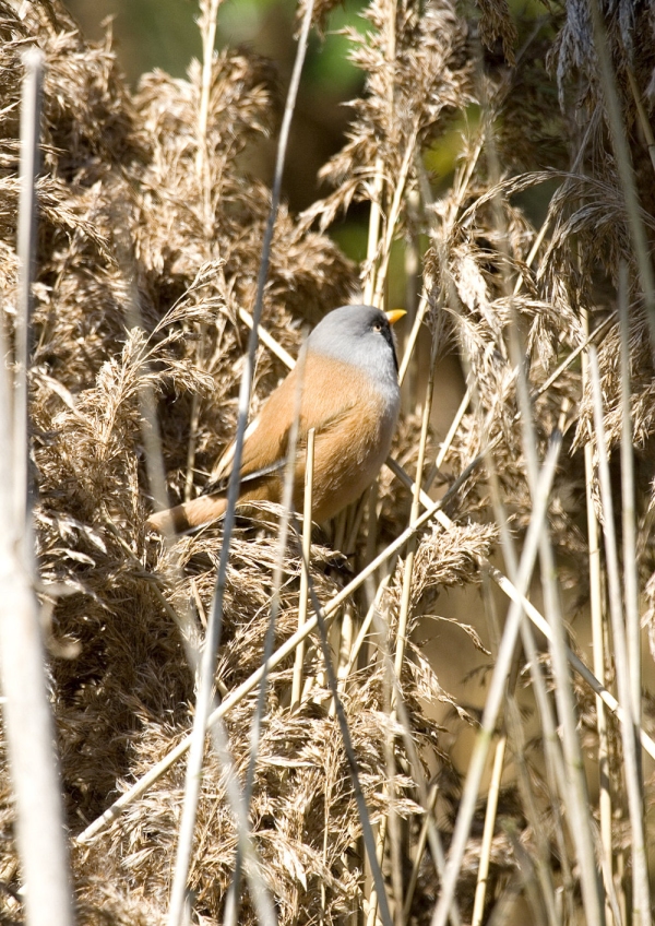 A rare Norfolk bearded tit among the tall reeds