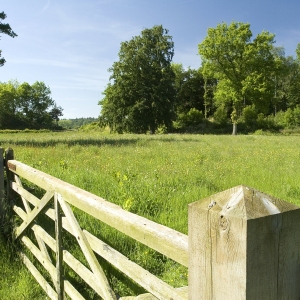 A grazing meadow in Norfolk