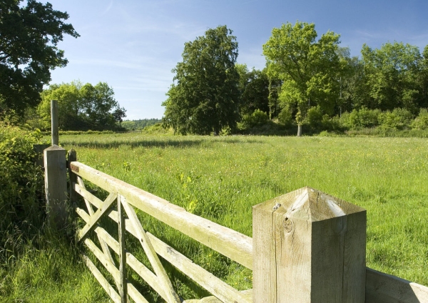 A grazing meadow in Norfolk