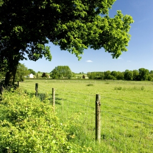 A fenced off grazing meadow in norfolk