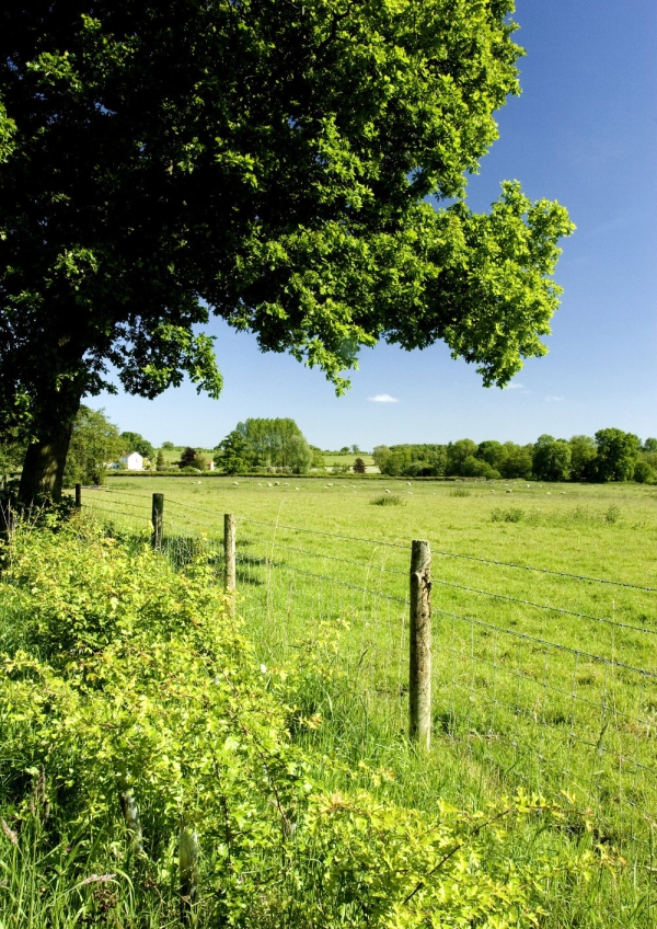 A fenced off grazing meadow in norfolk