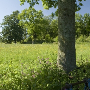 A grazing meadow in norfolk with oak trees