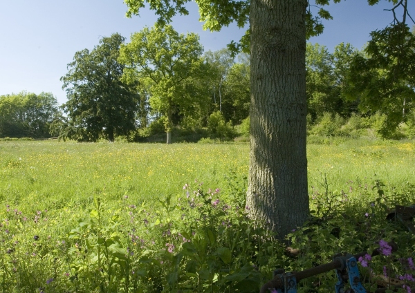 A grazing meadow in norfolk with oak trees