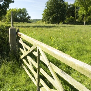 A five bar gate on a grazing meadow