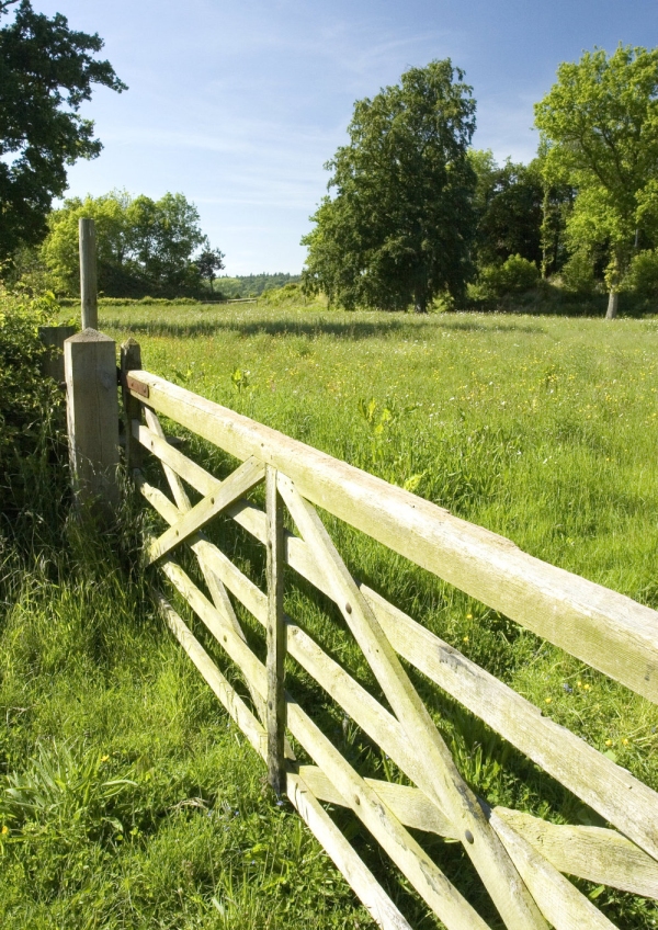 A five bar gate on a grazing meadow