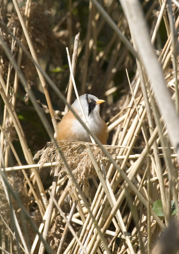 A rare Norfolk bearded tit sitting in a reed bed