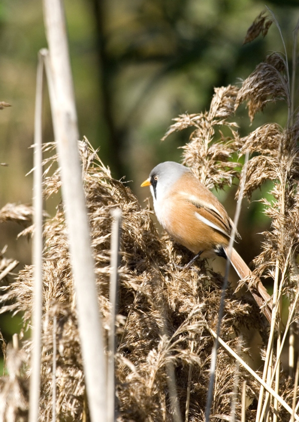 A rare Norfolk bearded tit foraging among the reed beds