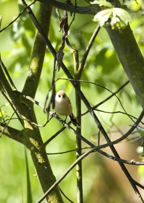 A rare Norfolk bearded tit in a woodland setting