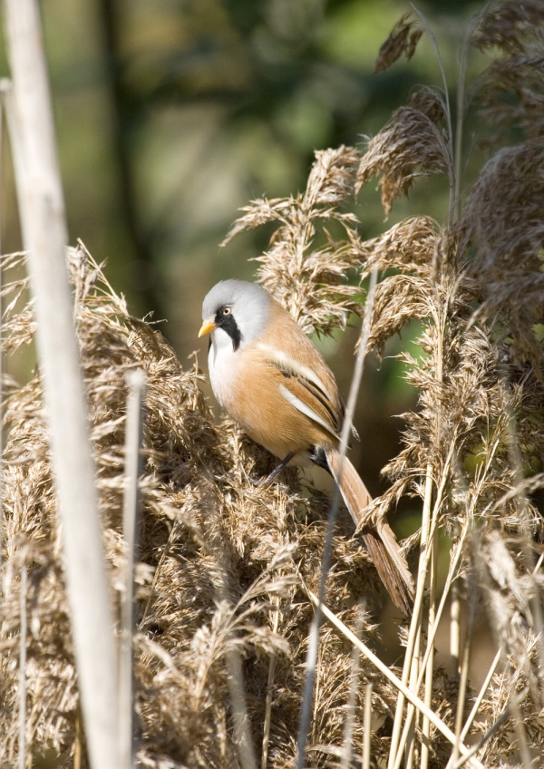 A rare Norfolk bearded tit in amongst reeds and bullrushes