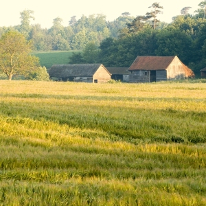 Farm buildings from across a cornfield