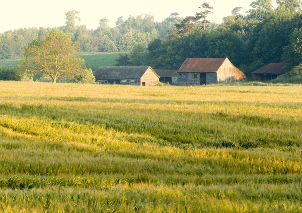 Farm buildings from across a cornfield