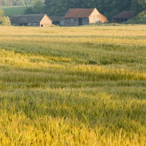 Farm buildings and barns seen across a cornfield