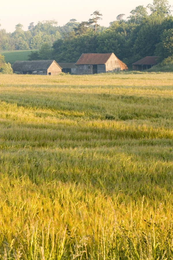 Farm buildings and barns seen across a cornfield