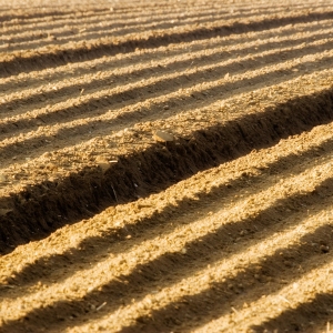 A deeply furrowed field freshly sown with potatoes