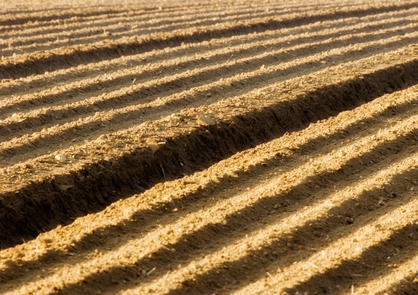 A deeply furrowed field freshly sown with potatoes