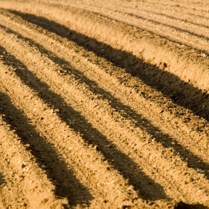 Furrows in a freshly sown potato field