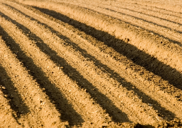 Furrows in a freshly sown potato field