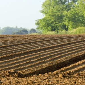 A large potato field with deep furrows