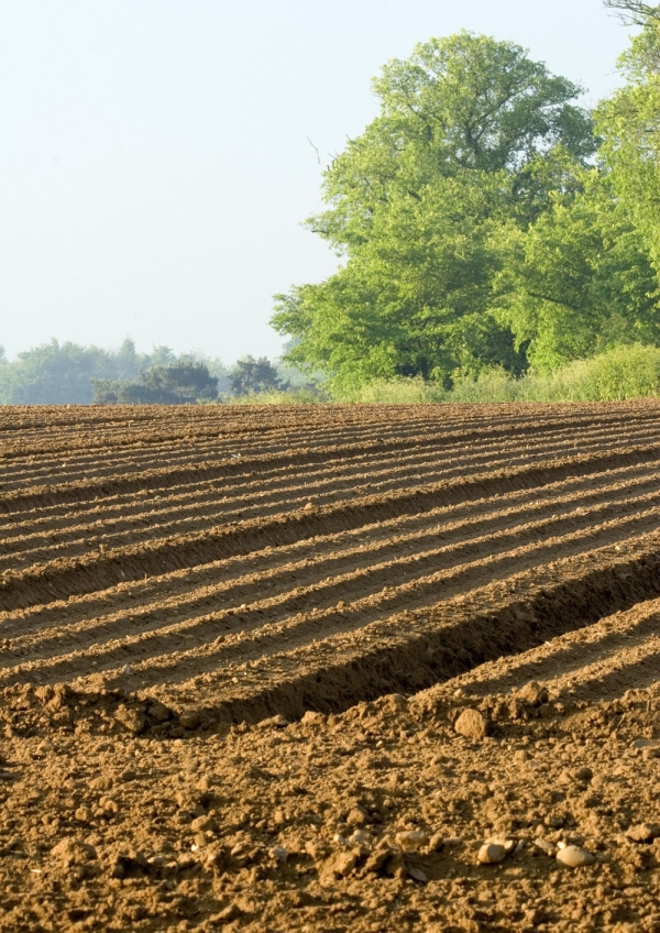 A large potato field with deep furrows