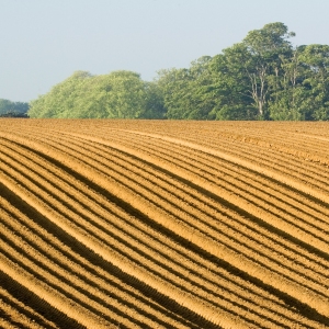 A large recently sown potato field with deep furrows