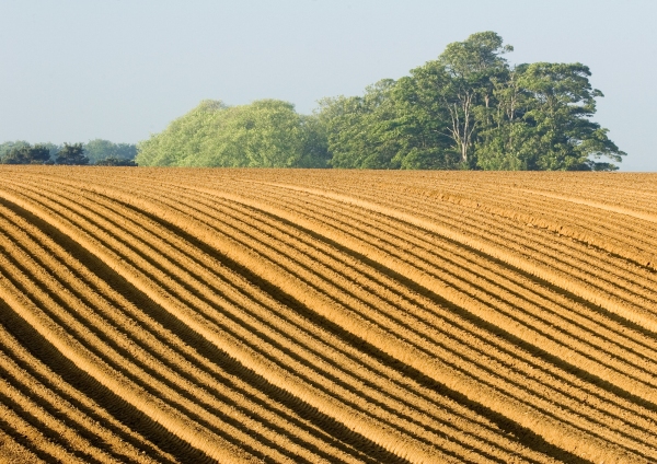 A large recently sown potato field with deep furrows