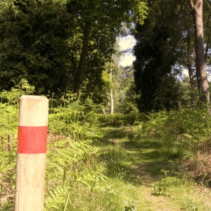 A woodland path in a mixed deciduous and coniferous woodland