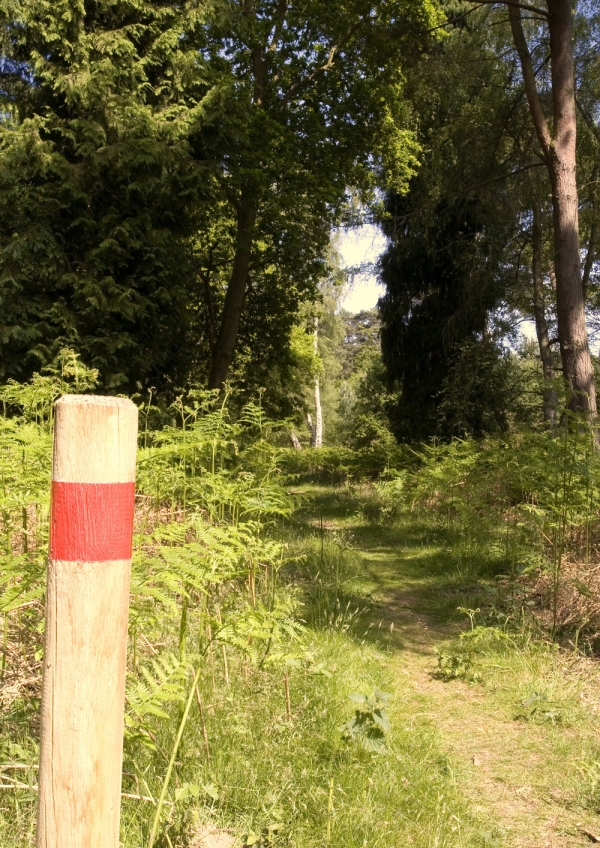 A woodland path in a mixed deciduous and coniferous woodland