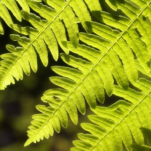 New bracken leaves in spring sunshine