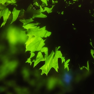 Close up of leaves on a tree in springtime with backlighting