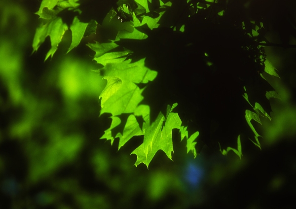 Close up of leaves on a tree in springtime with backlighting