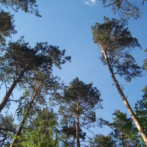 Coniferous trees against a clear blue sky