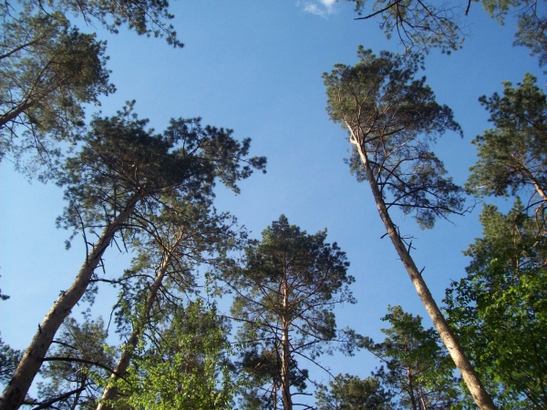 Coniferous trees against a clear blue sky