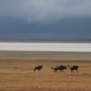 A group of wildebeest grazing on the Southern African plains, with Lake Tanganyika in the background