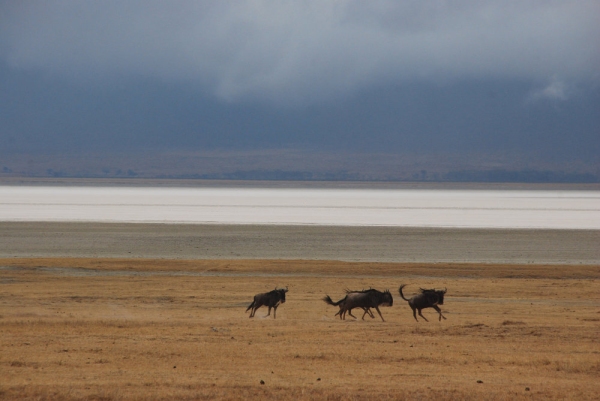 A group of wildebeest grazing on the Southern African plains, with Lake Tanganyika in the background