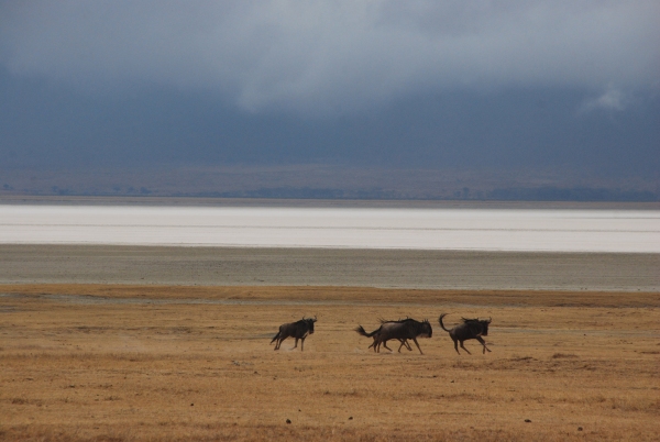 A group of wildebeest grazing on the Southern African plains, with Lake Tanganyika in the background