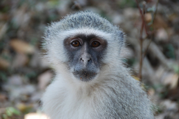 An african velvet monkey looking directly at the camera