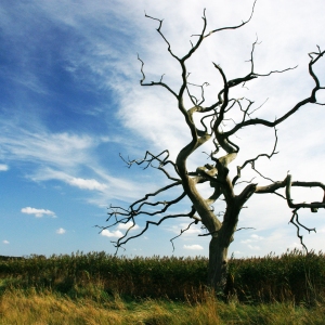 A dead oak on the marshes near Snape Maltings in Suffolk