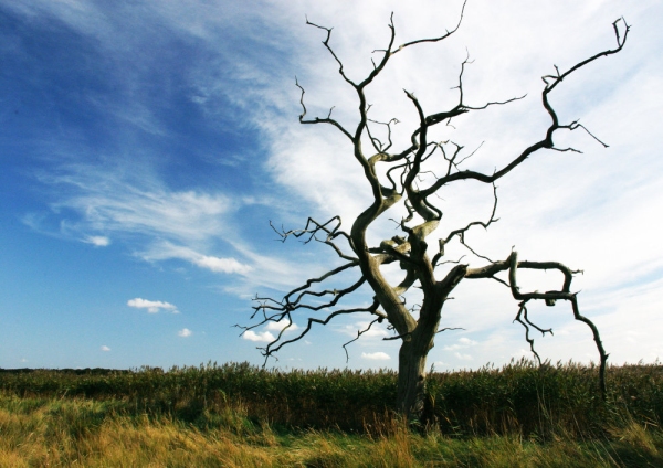 A dead oak on the marshes near Snape Maltings in Suffolk