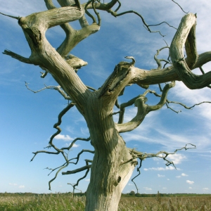 A sculptural dead oak tree on the marshes at Snape Maltings in Suffolk